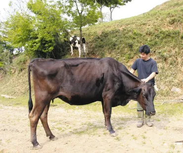 夢の山地酪農に家族で挑む 津の鈴木牧場、美杉で放牧5年:中日新聞Web