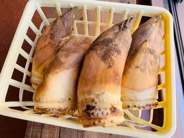 金沢の春の味覚！旬を迎えたタケノコの魅力とは？金沢たけのこ：旬の味覚を堪能！