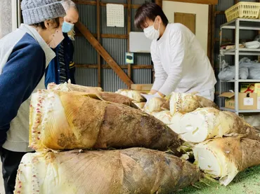 金沢・内川のタケノコが最盛期 3年ぶり「内川たけのこ祭り」も