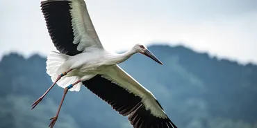 コウノトリを再びこの空にーー。世界初の野生復帰を実現させた、市民参加の地域力がすごい