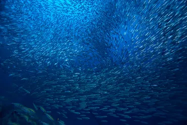 WTO漁業補助金協定が発効、海洋資源保護への国際的枠組みが始動