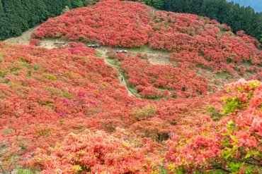 2023】葛城山を赤く染める「葛城高原のツツジ」