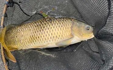 パンプカ釣り』で65cmコイ 珍客にはまさかのスッポン登場?【浜松】