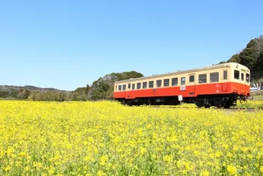 絶景!菜の花畑と桜が楽しめる、ぶらり小湊鉄道の旅