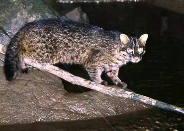 西表島のイリオモテヤマネコ、絶滅の危機？ロードキル対策と保護活動の現状(？)イリオモテヤマネコのロードキル対策と島全体の保護活動