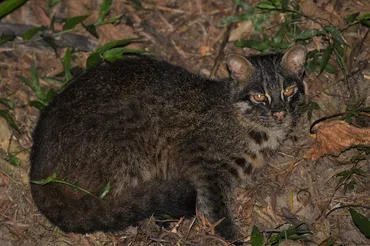 星野リゾート 西表島ホテル、イリオモテヤマネコのロードキル ...