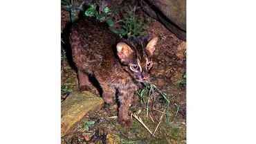 ヤマネコの事故死防げ 子の活動活発化でアピール 西表