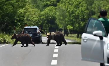 アーカイブ：知床半島の自然と動物たち 世界自然遺産登録１０年 ...