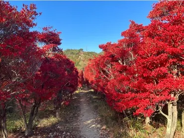初心者にもおすすめ！絶景の紅葉が楽しめる登山、兵庫・雄鷹台山 ...