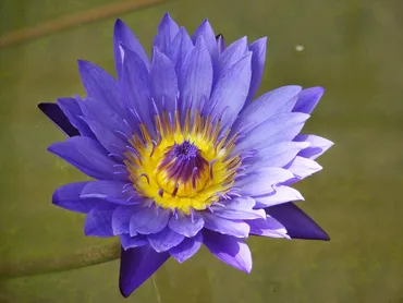 熱川・バナナワニ園に行ってきました