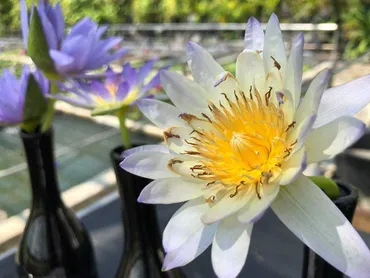 熱川バナナワニ園そこは熱帯スイレンのワンダーランドだった٩ ...