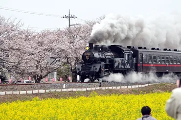 真岡SL・桜・菜の花街道（真岡市） 