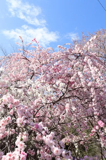 群馬の桃源郷「小夜戸・大畑花桃街道」で春のウォーキングを満喫！
