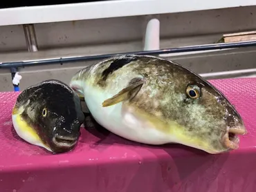 マフグの特徴・見分け方 