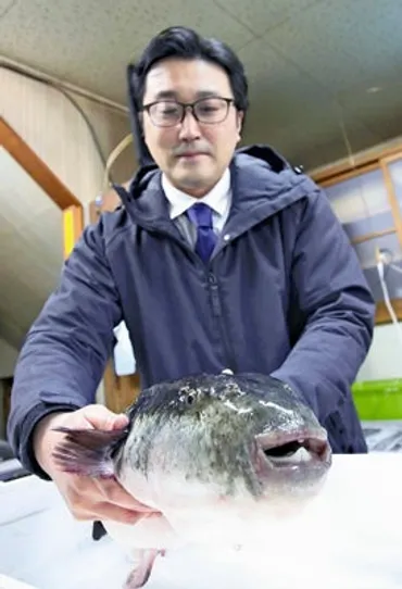 海水温上昇でトラフグ北上、地元は「ブランド化の好機」…調理師免許の取得を支援 : 読売新聞