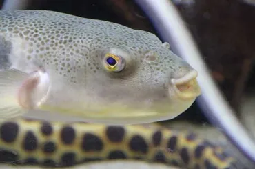 マフグの生態と特徴を解説！フグの女王と称されるその食味とは 