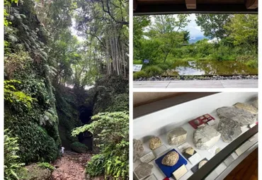 高知県探訪・前編】朝ドラ「らんまん」で話題の牧野富太郎博士ゆかりのスポットを巡りました（伊尾木洞・横倉山自然の森博物館・高知県立牧野植物園編） –  美術展ナビ