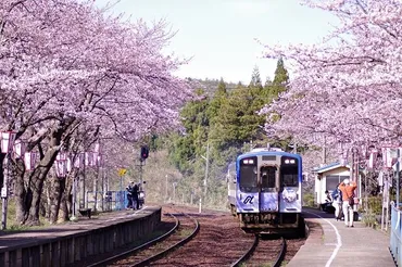 能登さくら駅(能登鹿島駅)の桜（鳳珠郡穴水町） 