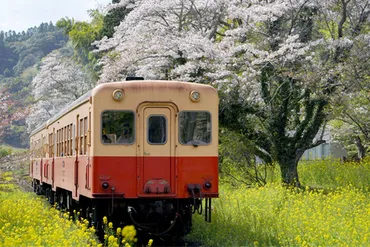 小湊鉄道で行く千葉・房総、春の菜の花畑と桜が絶景すぎる！ 