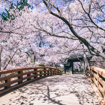高遠城址公園】桜の見頃2025＆桜祭りの見どころは？アクセス情報も掲載