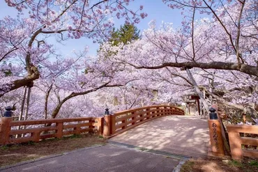 天下第一の桜！長野・伊那の【高遠城址公園さくら祭り2025】