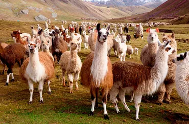 新婚旅行で巡る南米7カ国周遊！絶景とグルメ満喫旅とは？新婚旅行で巡る南米7カ国周遊の旅