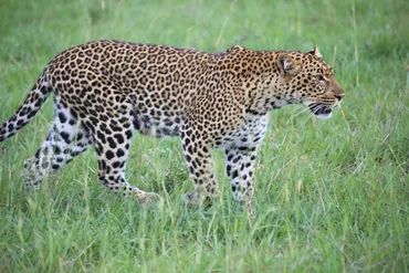 エジプト、ダハブ、マンゴーマンゴー！バックパッカー旅の魅力とは？バックパッカーが語る、ダハブの癒やしと冒険