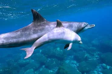 野生のイルカと泳ごう！第２回「御蔵島のイルカに会いに行こう！」