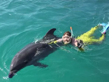 イルカと触れ合う 