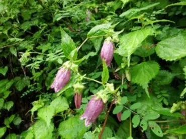 ある都民からのメッセージ – 八ッ場（やんば）あしたの会