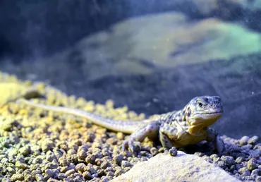 動物園で世界初 iZooでガラパゴスリクイグアナ誕生 静岡県：朝日新聞