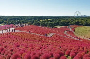 茨城】国営ひたち海浜公園にネモフィラを見に行こう！見頃や観光情報をチェック 