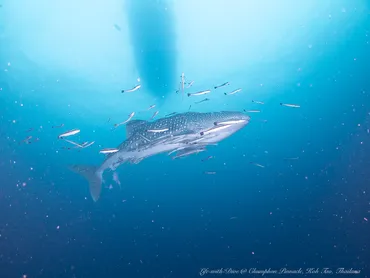 タイ・タオ島】チュンポンピナクル – テルメアジの壁！バラクーダの群れ！ジンベイザメも現れる！