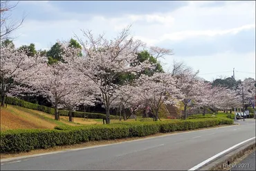 リニューアル中の「鞍ヶ池公園」の桜は今が見頃 │ 豊田市より発信