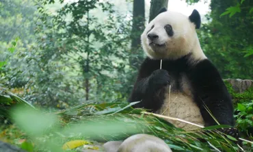 20年越しの憧れ。中国成都でパンダまみれのGW 〈vol.9〉DAY3 雅安のパンダ基地③シャンシャンのブランチと我々の昼ごはん – LIFE IS  JOURNEY!！