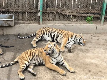 三国志浪漫紀行: ハルビン（哈尔滨・哈爾濱）訪問記②東北虎林園