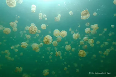 ジェリーフィッシュレイク：トリビア（パラオ豆知識）＃5 