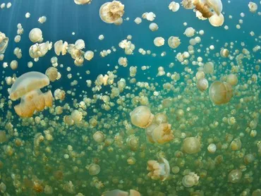 ジェリーフィッシュレイク 