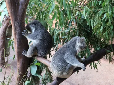 子連れ海外）ケアンズ4〜コアラ抱っことキュランダ・アボリジニ異文化体験 