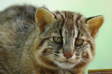 対馬の歴史と文化を巡る旅：博物館と文化財の魅力とは？国境の島、対馬の魅力を再発見