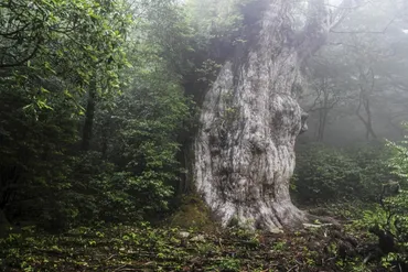 一生に一度は行きたい日本の島々！屋久島、小笠原諸島、佐渡島…魅力的な島旅へ（島旅、屋久島、小笠原諸島、佐渡島）？日本の島旅：縄文杉、ホエールウォッチング、佐渡金山…魅力あふれる島々の旅
