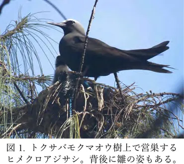 侵略的外来植物が助けた南鳥島の海鳥相 120年ぶり回復の一方ジレンマも 森林総合研究所