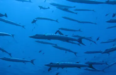 パラオダイビングポイント 