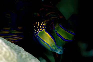 初心者やマクロ派も楽しめる！ レジェンドが選んだパラオの人気ダイビングポイント 