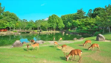 奈良公園で鹿に会える場所はここ！自然豊かな公園で癒されよう – skyticket 観光ガイド