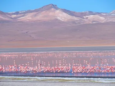 2015夏 ボリビア最深部の旅（２）アルティプラーノ南西部・ラグーナコロラダのフラミンゴ』ウユニ(ボリビア)の旅行記・ブログ by  インディーさん【フォートラベル】