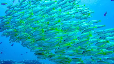 エルニド旅行の魅力とは？ダイビング、ホテル、秘境の楽園エルニドを徹底解説！フィリピン・エルニド旅行：ダイビング、宿泊先、おすすめ情報まとめ