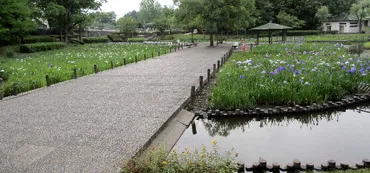 花菖蒲」野田市総合公園 水生植物園 2022/Jun/02