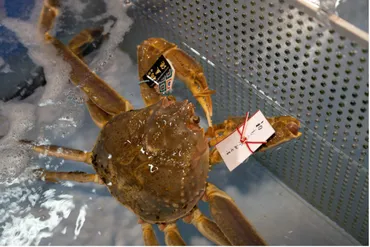 石川県の温泉とカニを満喫！絶品グルメと温泉宿への旅？能登の味覚と温泉宿