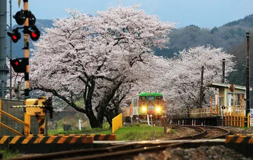 樽見鉄道：桜の名所、あちらこちらに あの「淡墨桜」も 